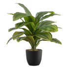 Monarch Specialties - Plante Artificielle - 17 po H - Dracaena - Mis En Pot - Touche Réelle - Feuilles Vertes - Pot Noir-Ajoutez de la verdure à votre maison avec cette Dracaena artificielle qui mesure 17 po de haut, installée dans un pot noir de 4 po