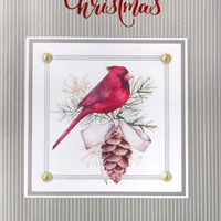 Rosedale - Cartes de souhaits Noël Gold / Enveloppes - 5-1/2 po x 8 po - À Tous - Cardinal & Pomme de Pin - Paquet de 6-Cartes de souhaits qualité boutique