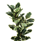 Monarch Specialties - Plante Artificielle - 47 po H - Chêne - Mis En Pot - Touche Réelle - Feuilles Vertes - Pot Noir-6