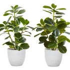 Monarch Specialties - Plante Artificielle - 14 po H - Ficus - Mis En Pot - Ensemble De 2 - Feuilles Vertes - Pots Blancs-Cet ensemble de 2 plantes artificielles en pot Ficus Elastica, d'une hauteur de 14 pouces, apportera un peu de verdure à votre espace intérieur