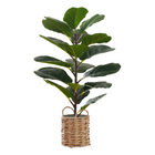 Monarch Specialties - Plante Artificielle - 28 po H - Arbre À Violons - Touche Réelle - Feuilles Vertes - Panier Tressé Beige-Un faux-arbre de violon artificiel de 28" d'hauteur dans un panier tissé beige de 8 "ajoutera une touche exotique de verdure à n'importe quel surface dans votre maison