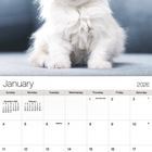 DateWorks - 2026 Calendrier Mural 16 Mois - 12 po x 12 po - Chatons Câlins - Anglais -Septembre 2025 - Décembre 2026