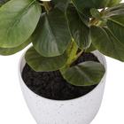 Monarch Specialties - Plante Artificielle - 14 po H - Ficus - Mis En Pot - Ensemble De 2 - Feuilles Vertes - Pots Blancs-Aucun assemblage n'est requis et une garantie limitée de 5 ans contre tout défaut est offerte pour un accent décoratif durable et respectueux de l'environnement