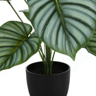 Monarch Specialties - Plante Artificielle - 24 po H - Calathée - Mis En Pot - Touche Réelle - Feuilles Vertes - Pot Noir-Aucun assemblage requis: dimensions du produit : 20 po L x 20 po L x 23,5 po H