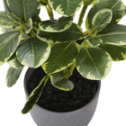 Monarch Specialties - Plante Artificielle - 14 po H - Ficus - Mis En Pot - Ensemble De 2 - Feuilles Vertes - Pots Gris-Aucun assemblage n'est requis et une garantie limitée de 5 ans contre tout défaut est offerte pour un accent décoratif durable et respectueux de l'environnement