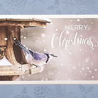 Rosedale "Merry Christmas" Blue Jay Greeting Cards with Envelopes - 5-1/2" x 8" - 12 Pack-Greeting Cards