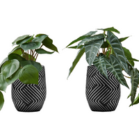 Monarch Specialties 8" Artificial Indoor Alocasia - Table - Black Cement Pots - Set of 2-Turn any space into an oasis with this set of 2 artificial Alocasia plants that stand up to 8" tall, adding some vibrant greenery to your home or office