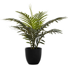 Monarch Specialties - Plante Artificielle - 20 po H - Palme - Mis En Pot - Touche Réelle - Feuilles Vertes - Pot Noir-Ajoutez une vivante explosion de verdure à votre espace avec cette plante de palmier artificielle intérieure de 20" de haut dans un pot noir