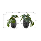 Monarch Specialties 8" Artificial Indoor Alocasia - Table - Black Cement Pots - Set of 2-These easy-care, faux potted plants are made from the highest quality materials and require no maintenance or watering, for a sustainable, environmentally friendly decorative accents that will last a lifetime