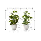 Monarch Specialties - Plante Artificielle - 14 po H - Ficus - Mis En Pot - Ensemble De 2 - Feuilles Vertes - Pots Blancs-Ces fausses plantes de table faciles à entretenir sont fabriquées à partir de matériaux de la plus haute qualité et ne nécessitent ni entretien ni arrosage